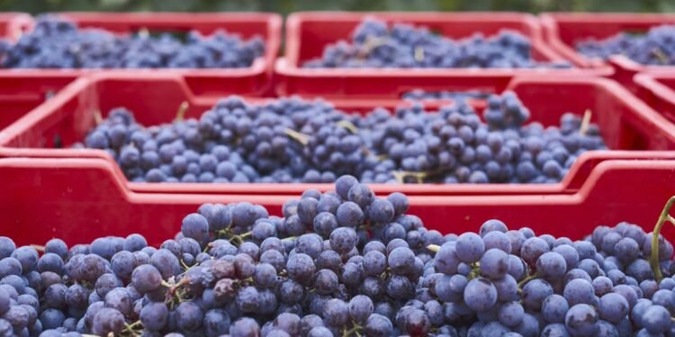 De San Luis Potosí al mercado global: el auge de las berries mexicanas