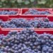 De San Luis Potosí al mercado global: el auge de las berries mexicanas