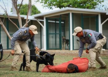 Nariz de acero: Mary, Jackson y Zaphir, la nueva élite canina entrenada en EU