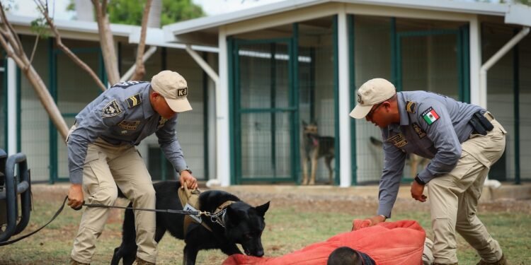 Nariz de acero: Mary, Jackson y Zaphir, la nueva élite canina entrenada en EU