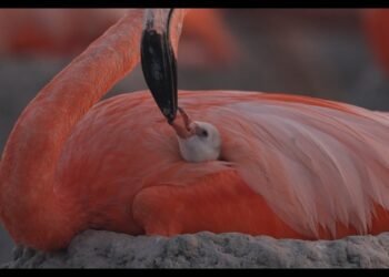 “Flamingos”: el documental que revela la vida tras el meteorito llega al cine