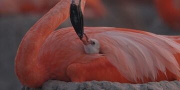 “Flamingos”: el documental que revela la vida tras el meteorito llega al cine