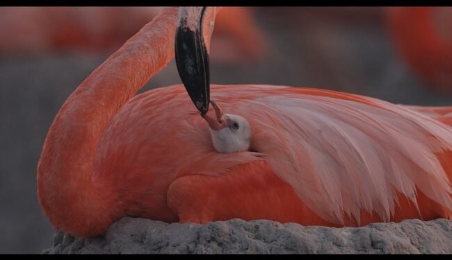 “Flamingos”: el documental que revela la vida tras el meteorito llega al cine