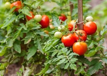 Canasta básica encarece y presiona economía doméstica