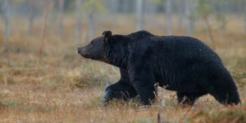 Oso negro mexicano al centro: alianza multisectorial para su supervivencia