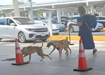 Perritos rescatados en Yucatán volaron a Reino Unido para ser adoptados