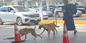 Perritos rescatados en Yucatán volaron a Reino Unido para ser adoptados