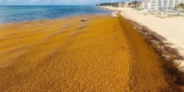 Gobierno investigará causas del sargazo y apuesta por su reutilización