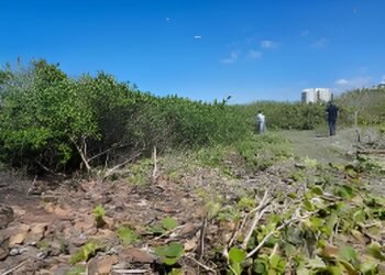 Pagan con el ejemplo: infractores deben reforestar y crear conciencia ambiental