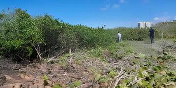 Pagan con el ejemplo: infractores deben reforestar y crear conciencia ambiental