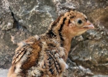 Histórico logro para salvar especie en peligro; nace Hocofaisán en Tizimín