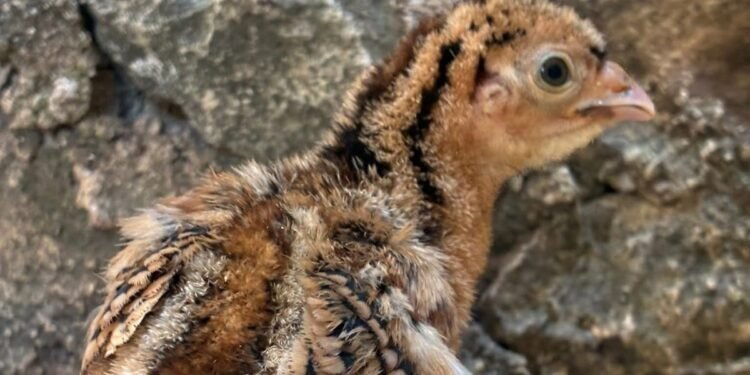 Histórico logro para salvar especie en peligro; nace Hocofaisán en Tizimín