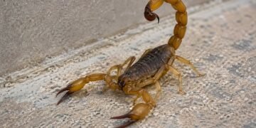 ¿Qué hacer si te pica un alacrán? México suma casi 58 mil casos en 2026