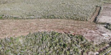 Profepa clausura predio en Tekax; desmontan hasta 18 hectáreas