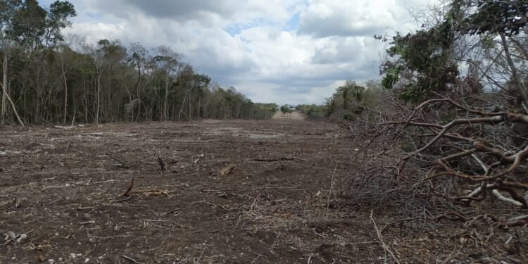 Deforestación en Calakmul enciende alerta ambiental; Profepa interviene