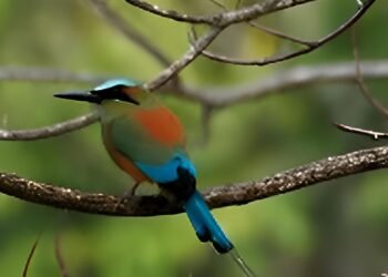 Edición de plata del Festival de las Aves Toh fortalece a Yucatán como destino ambiental