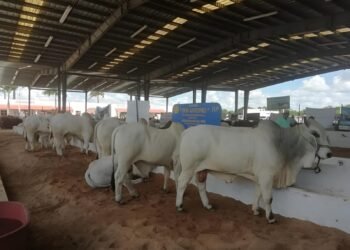 Sequía atípica golpea al oriente de Yucatán; en riesgo sector ganadero