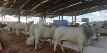 Sequía atípica golpea al oriente de Yucatán; en riesgo sector ganadero