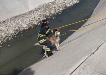 Rescate que conmueve: bomberos salvan a husky atrapado en un río en Naucalpan