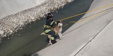 Rescate que conmueve: bomberos salvan a husky atrapado en un río en Naucalpan