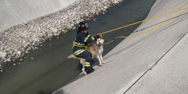 Rescate que conmueve: bomberos salvan a husky atrapado en un río en Naucalpan