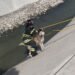 Rescate que conmueve: bomberos salvan a husky atrapado en un río en Naucalpan