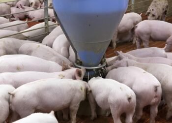 “No a juicios sin evidencia”: empresarios piden diálogo a relator de la ONU por granjas porcícolas