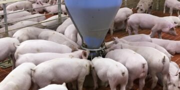 “No a juicios sin evidencia”: empresarios piden diálogo a relator de la ONU por granjas porcícolas