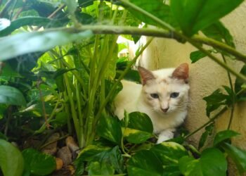 Mérida enfrenta brecha entre denuncias y castigos por maltrato animal