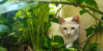 Mérida enfrenta brecha entre denuncias y castigos por maltrato animal