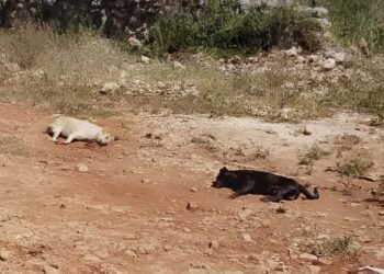 ¿Quién está detrás? Caso de mascotas muertas sacude a Ticimul