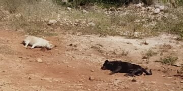 ¿Quién está detrás? Caso de mascotas muertas sacude a Ticimul