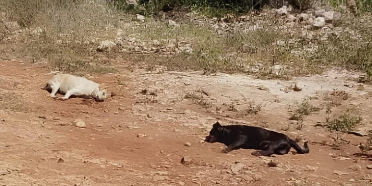 ¿Quién está detrás? Caso de mascotas muertas sacude a Ticimul