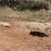 ¿Quién está detrás? Caso de mascotas muertas sacude a Ticimul