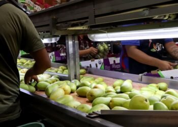 Más de 19 mil huertos impulsan exportación de mango mexicano a Estados Unidos