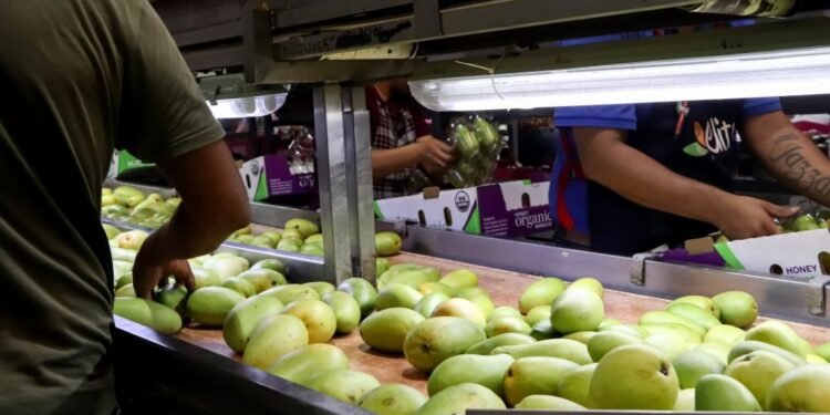 Más de 19 mil huertos impulsan exportación de mango mexicano a Estados Unidos