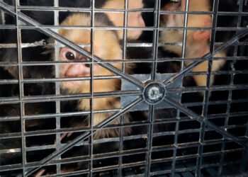 Rescatan 10 monos capuchinos tras traslado ilegal en Tabasco