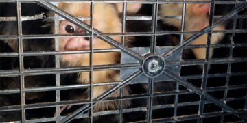 Rescatan 10 monos capuchinos tras traslado ilegal en Tabasco