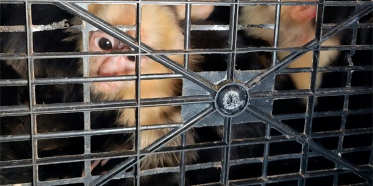 Rescatan 10 monos capuchinos tras traslado ilegal en Tabasco