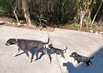 Yucatán refuerza estrategia sanitaria y contiene al gusano barrenador