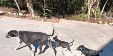 Yucatán refuerza estrategia sanitaria y contiene al gusano barrenador