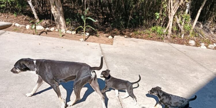 Yucatán refuerza estrategia sanitaria y contiene al gusano barrenador