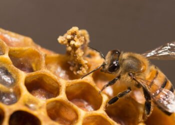 Alerta: esta plaga amenaza a las abejas y ya enciende focos rojos en el campo
