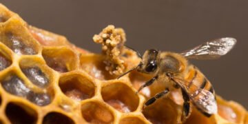 Alerta: esta plaga amenaza a las abejas y ya enciende focos rojos en el campo