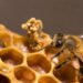 Alerta: esta plaga amenaza a las abejas y ya enciende focos rojos en el campo