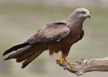 Hallazgo de águila real fortalece conservación en Coahuila