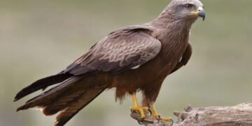 Hallazgo de águila real fortalece conservación en Coahuila