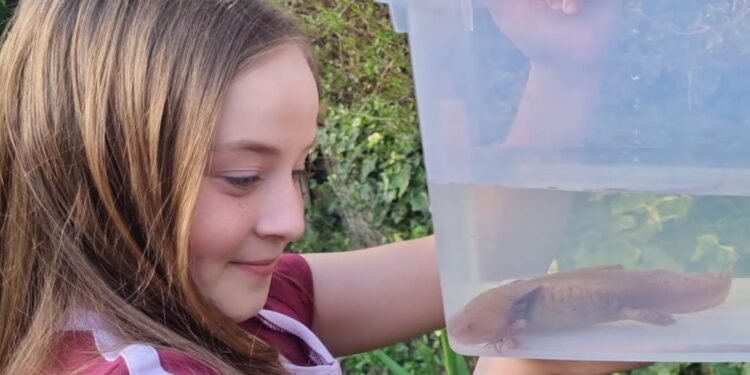 ¡Increíble hallazgo! Encuentran un ajolote mexicano… en Reino Unido. Esto pasó