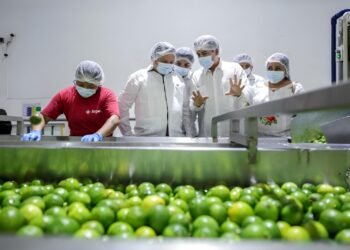 Yucatán, potencia citrícola nacional