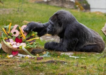 Fatou alcanza los 69 años, un hito en la longevidad animal